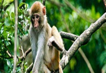 国家二级保护动物有哪些 各有什么特点