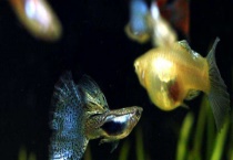 孔雀鱼难产怎么解决 难产的原因是什么？