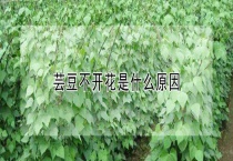 芸豆不开花是什么原因？