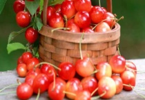 青岛北宅樱桃采摘季节是什么时候