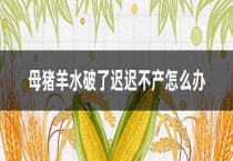 母猪羊水破了迟迟不产怎么办？