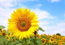 送向日葵是什么意思