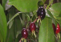 巴西甜樱桃结果需要几年 附其主要价值