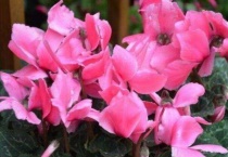 仙客来一般养几年