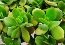 燕子掌叶子发软会死吗？