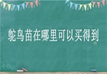 鸵鸟苗在哪里可以买得到