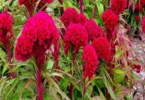 鸡冠花有什么特点 鸡冠花的品种有哪些？