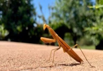 螳螂吃什么植物