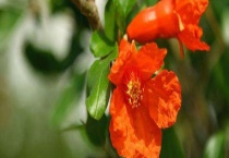 石榴花叶子发黄掉叶怎么办？