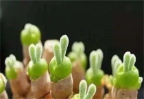 多肉发芽之后怎么弄