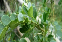 小叶黄杨盆景的制作方法 附养护管理