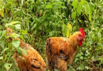 苦菊草能养鸡吗？