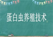 蛋白虫养殖技术