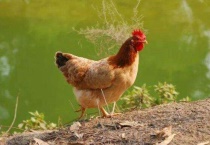 鸡晚上在露天会冷死吗？