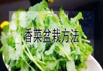香菜盆栽多久？