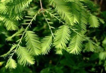 水杉是树木吗？