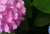 洋绣球花有毒吗？