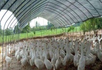 鹅舍的建造要求 鹅舍需要温暖干燥的环境
