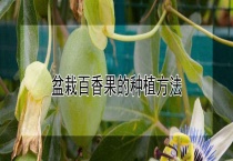 盆栽百香果的种植多久？