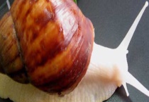 白玉蜗牛温度控制技术 白玉蜗牛如何越冬