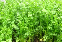 芹菜怎么种植多久？