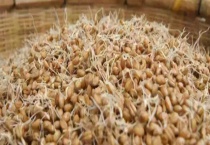 春季畜禽应补饲发芽饲料 附其制作技术及使用多久？