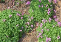 酢浆草与三叶草的区别？