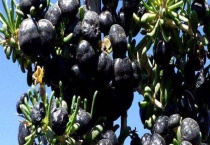 黑枸杞多少钱一斤 附选购方法和种植前景