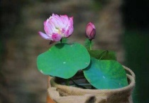 碗莲的种植多久？