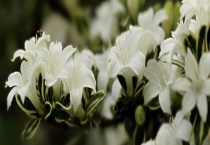 六月雪和满天星区别？