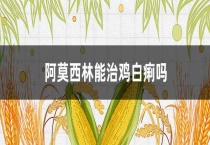 阿莫西林能治鸡白痢吗？