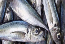 马鲛鱼生吃可以吗 马鲛鱼多少钱一斤