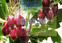 车厘子长树上吗？