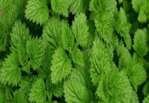 薄荷能净化空气吗？薄荷真的能驱蚊吗？