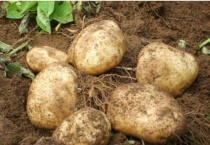 马铃薯和藕的根在哪里