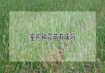 室内种蒜苗有味吗？