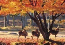 大阪10月有枫叶吗？