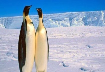 企鹅吃什么 附企鹅的栖息环境、繁殖习性