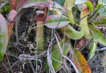 什么是宝特猪笼草