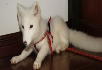 狐狸可以当宠物养吗？附饲养方法以及狐狸种类