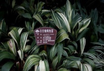 什么是蜘蛛抱蛋