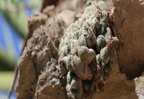 老花笼和五星花笼区别？