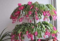 叶仙怎样嫁接蟹爪兰