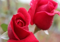 玫瑰不开花怎么多久？