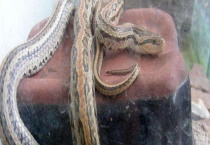 红点锦蛇有毒吗 怎么养