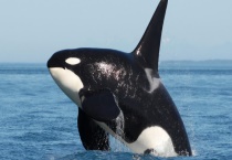 什么会让虎鲸害怕 虎鲸的形态有什么特征