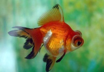 鱼离开水后很快就会死亡主要原因是什么？