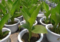 美人蕉的养殖多久？