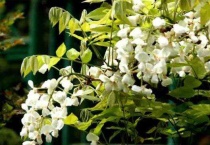 白藤是什么植物