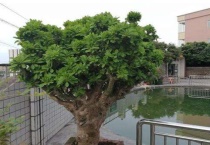 什么树是万能嫁接树